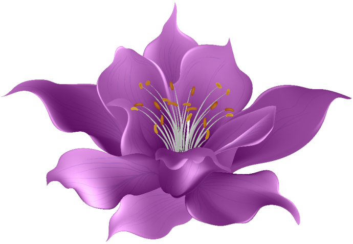 a purple flower on white background