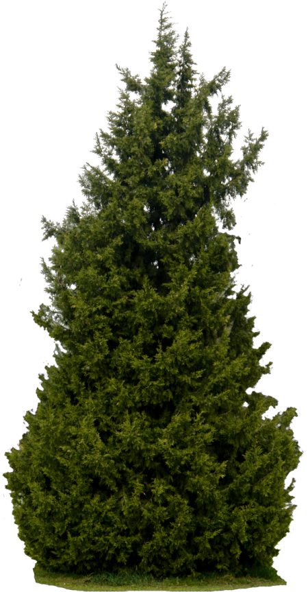 a large evergreen tree on a white background