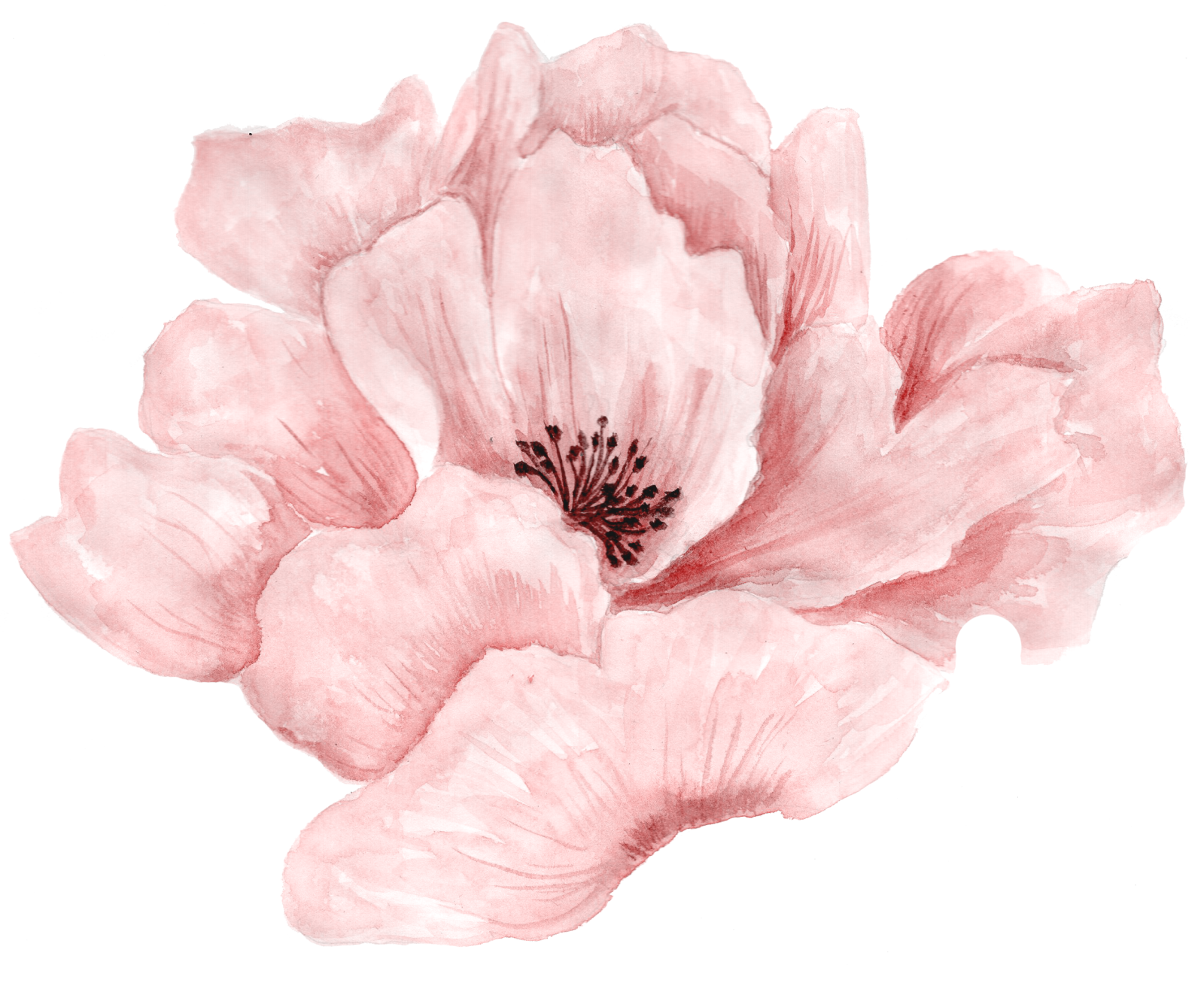a pink flower on a white background