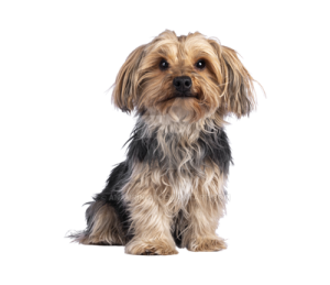 a small brown and black dog sitting down