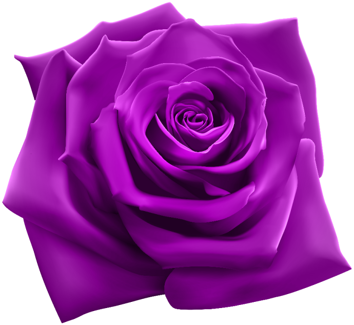 a purple rose on a white background