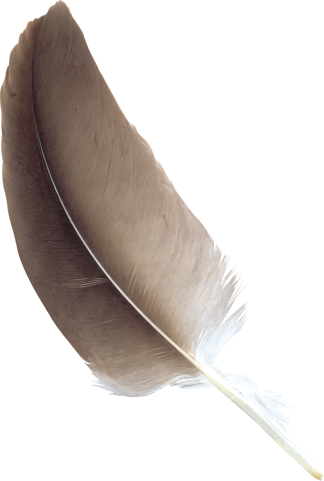a brown feather on a white background