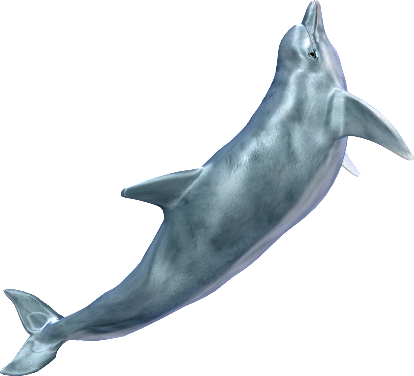 a dolphin is jumping in the air