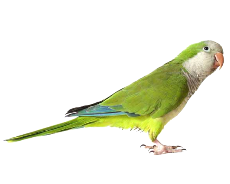 a green parrot standing on a white background