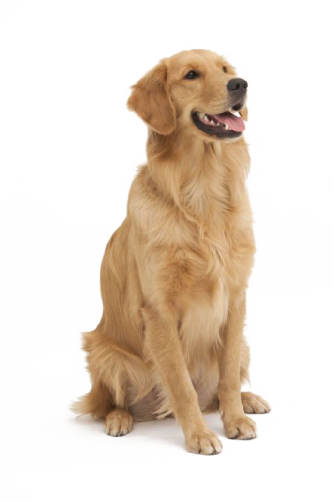 a golden retrieve dog sitting on a white background