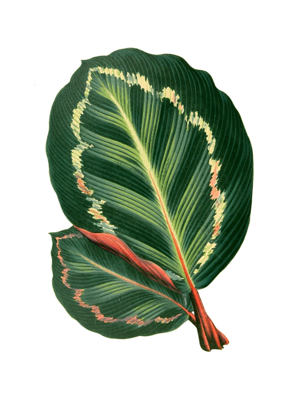a green leaf with red and yellow spots