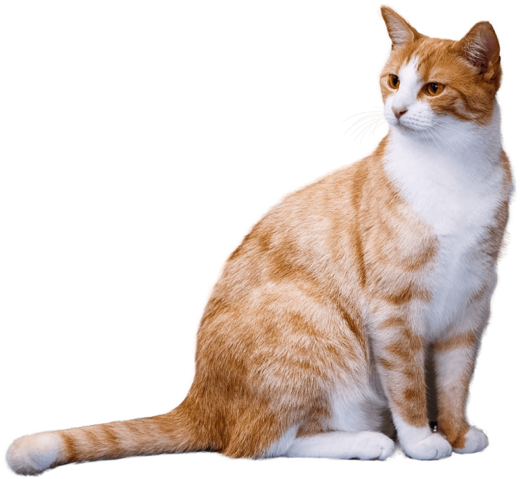 an orange and white cat sitting on a white surface