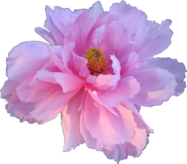 a pink flower with white background