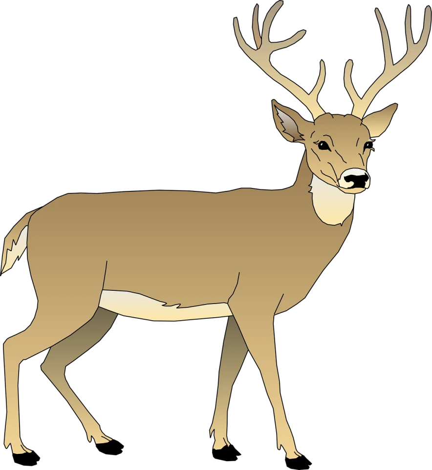an image of a deer