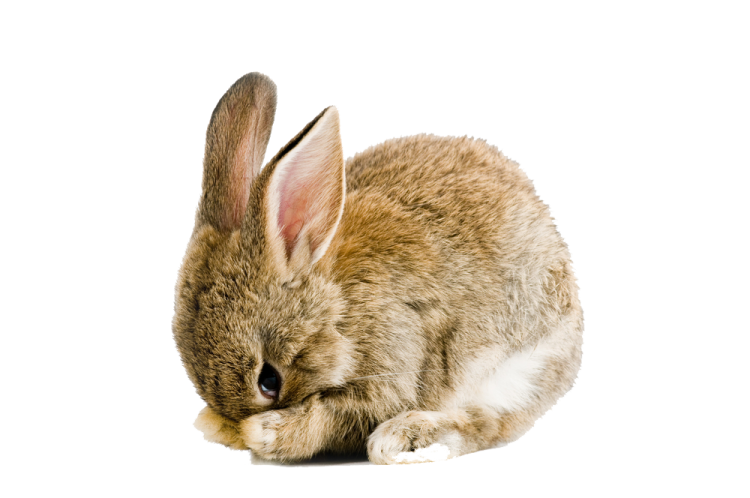 a small rabbit is sitting on the ground