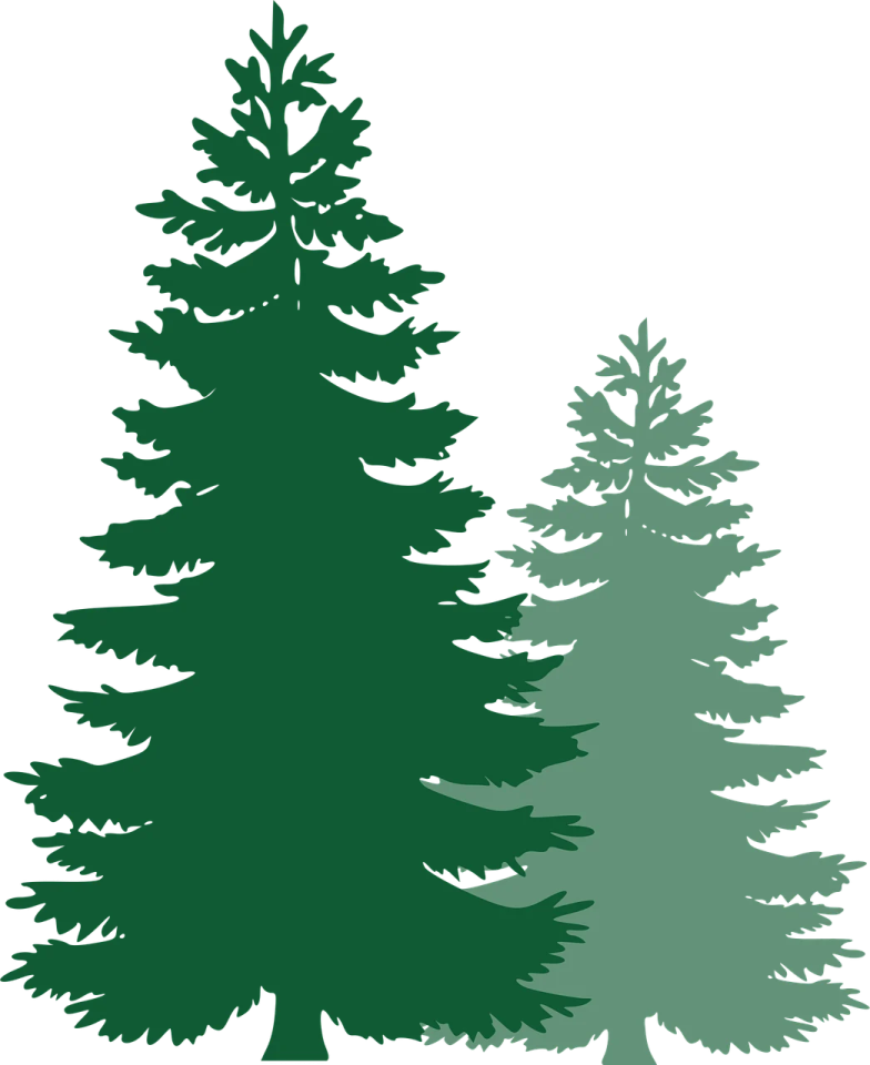 three evergreen trees clipart