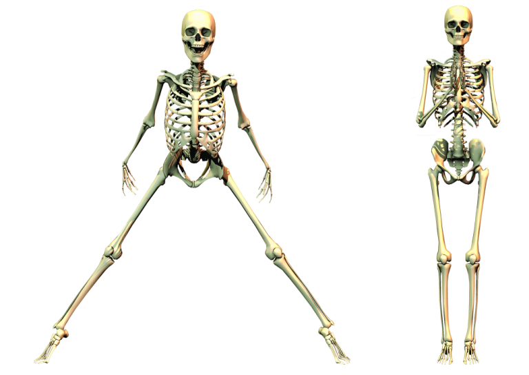 a skeleton is shown in three different positions