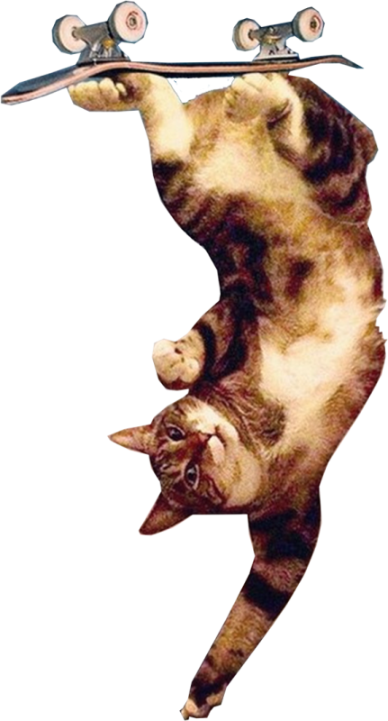 a cat is riding on a skateboard