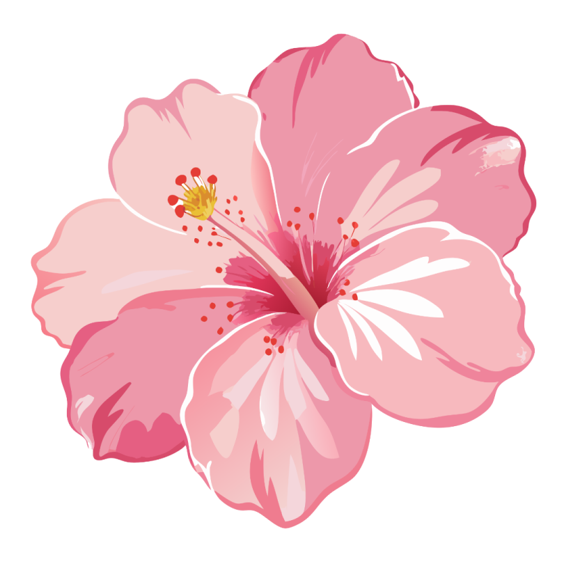 a pink flower on white background