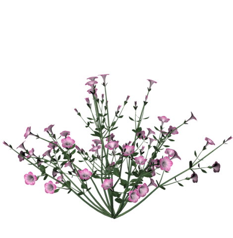a bunch of pink flowers on a white background