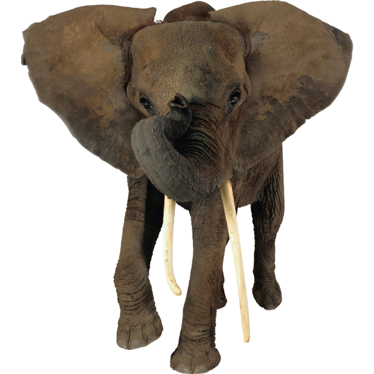 a close up of an elephant on a white background
