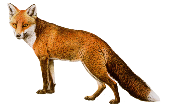 an image of a red fox