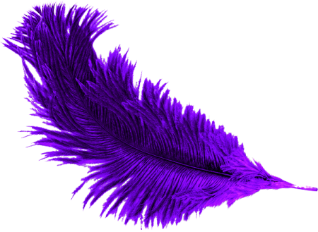a purple feather on a white background