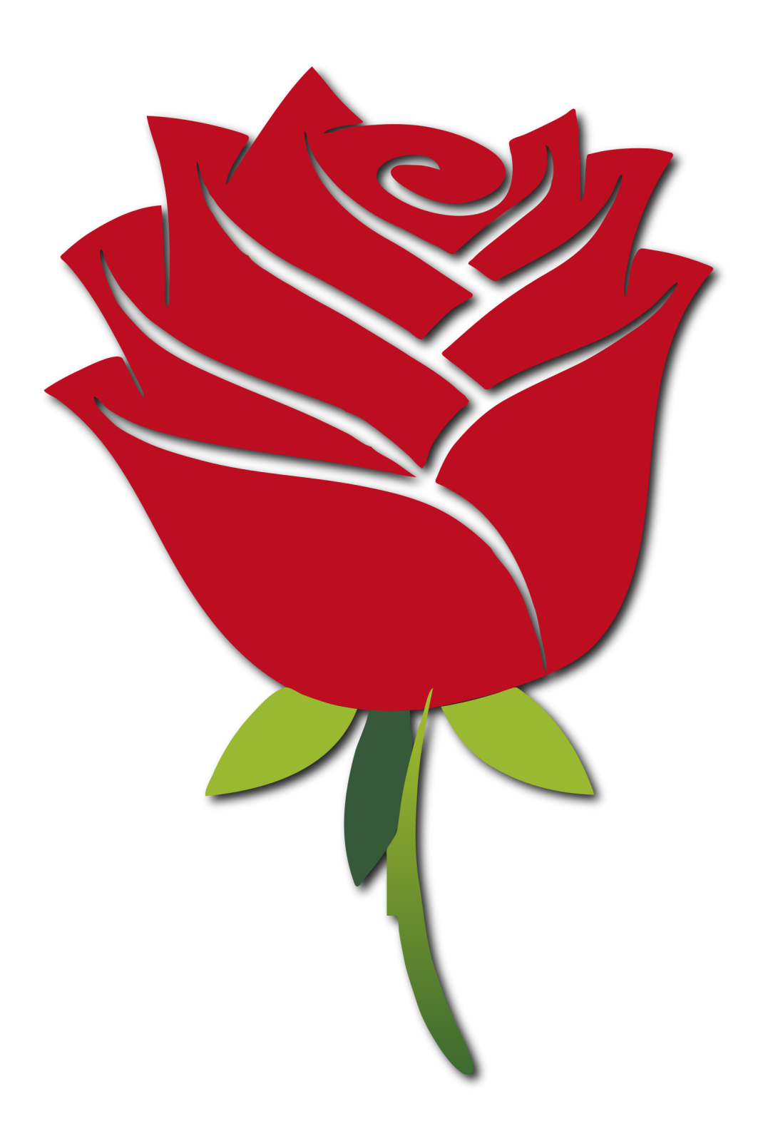 a red rose on a white background