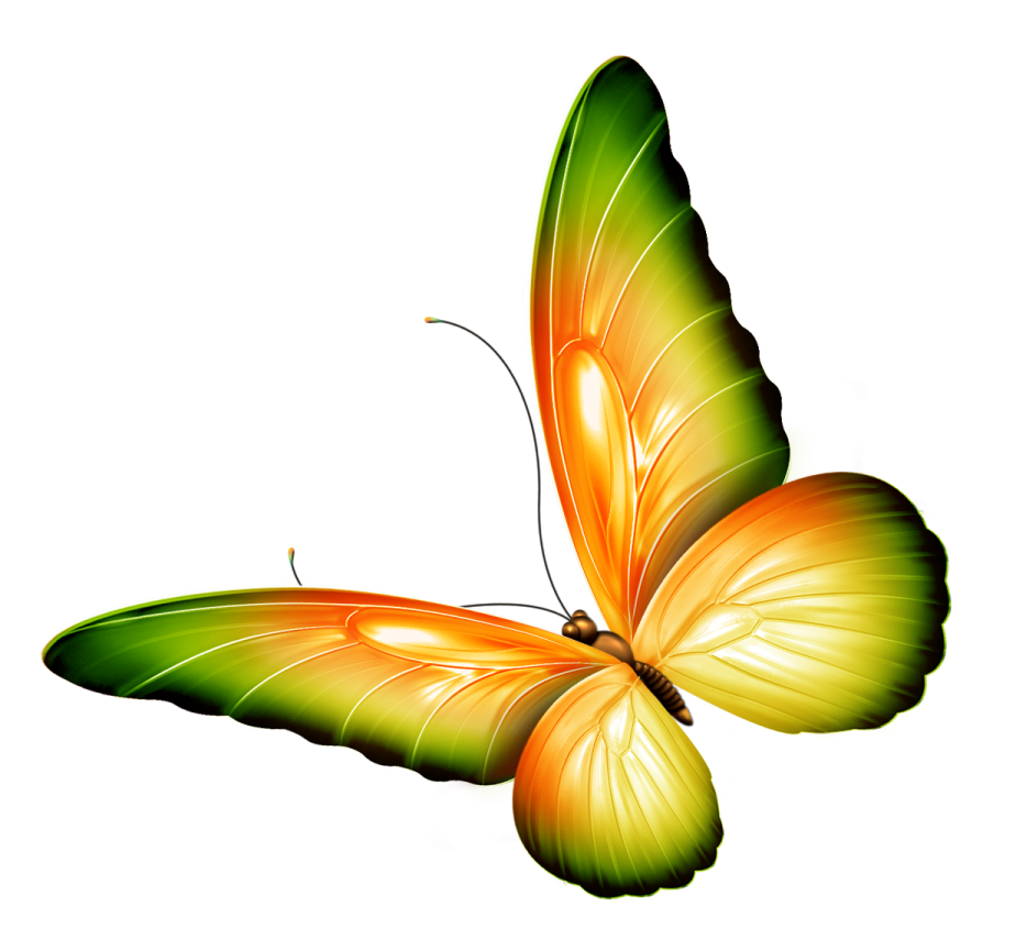 a butterfly with orange and yellow wings