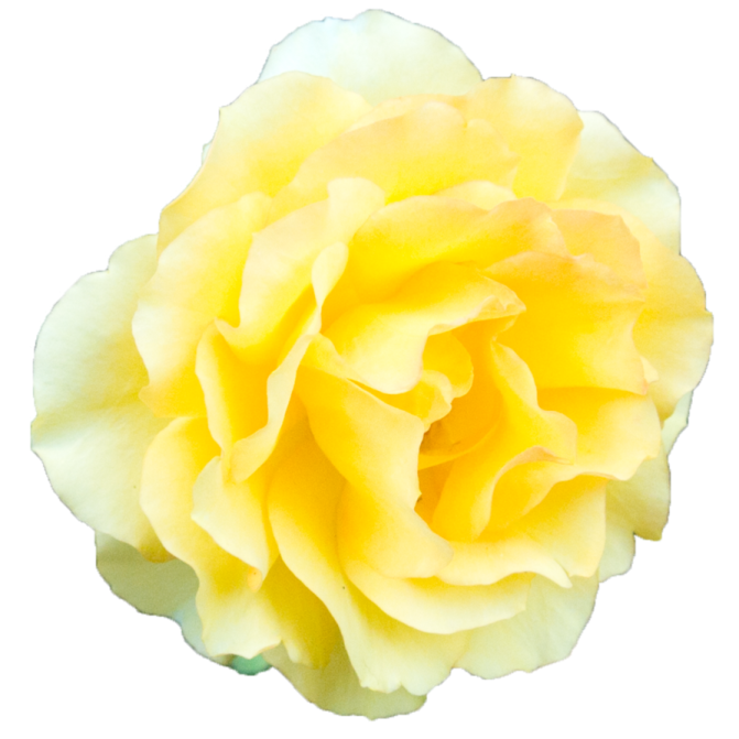 a yellow rose on a white background