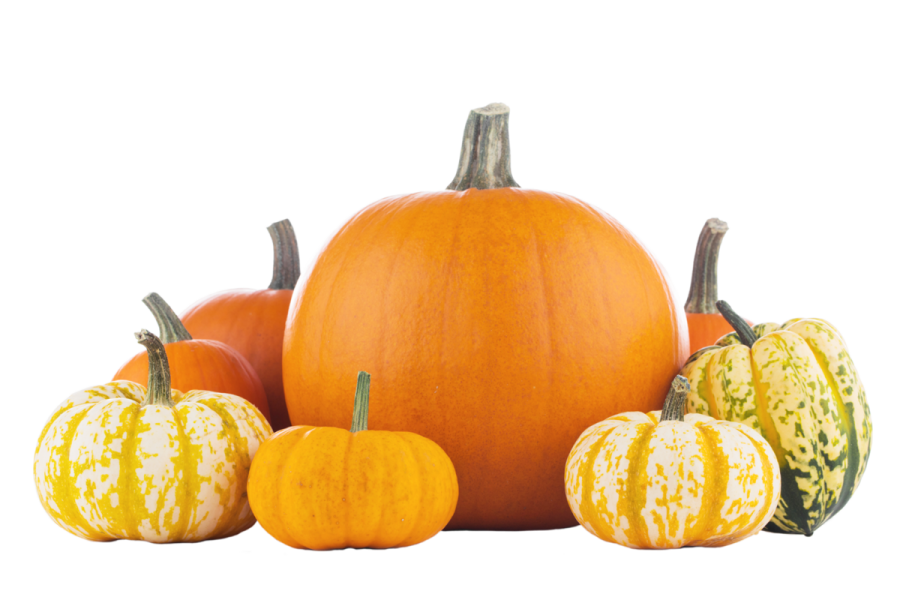 pumpkins and gourds on a white background
