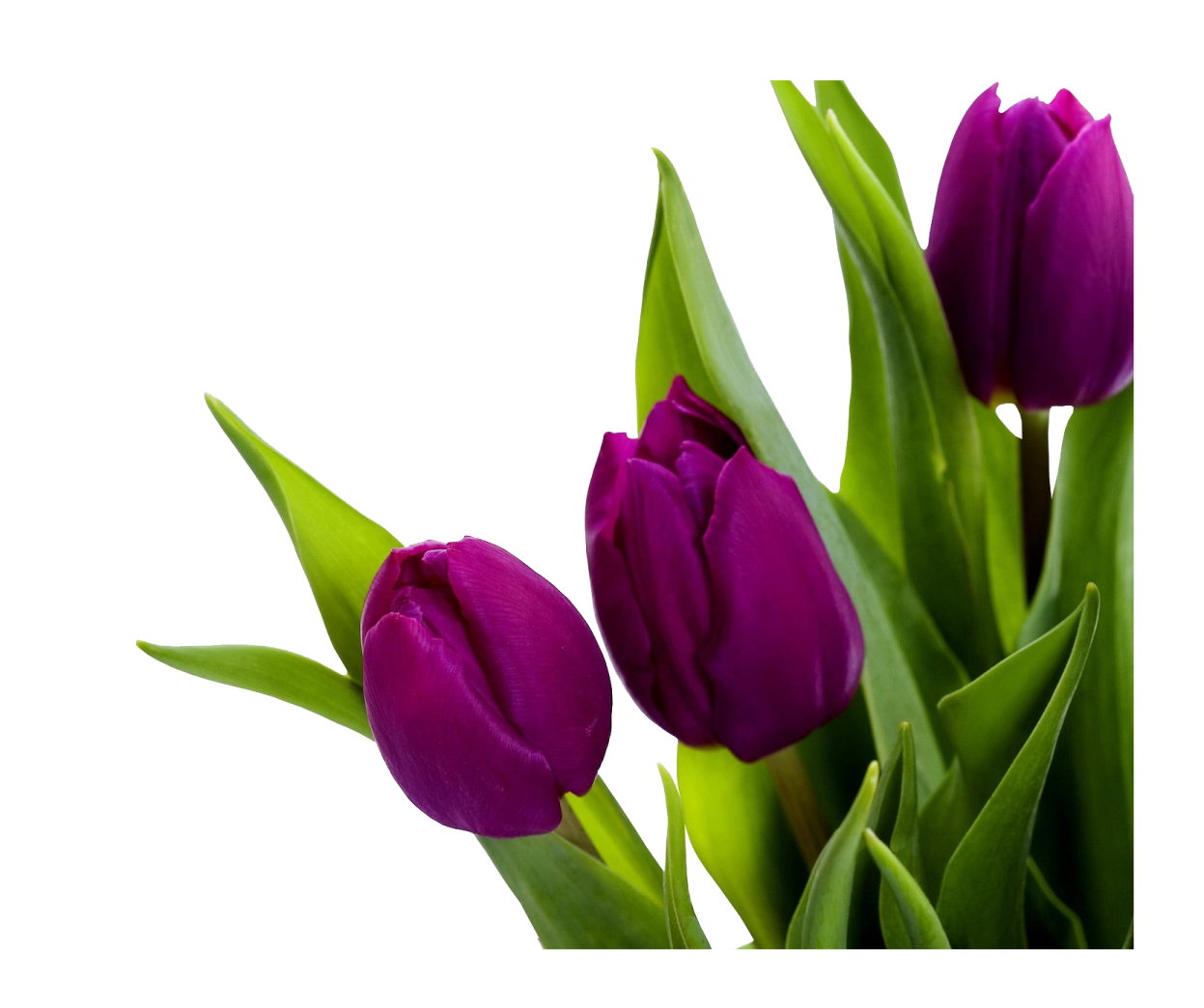 a bunch of purple tulipps