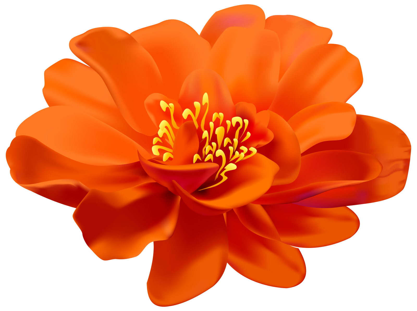 an orange flower on a white background