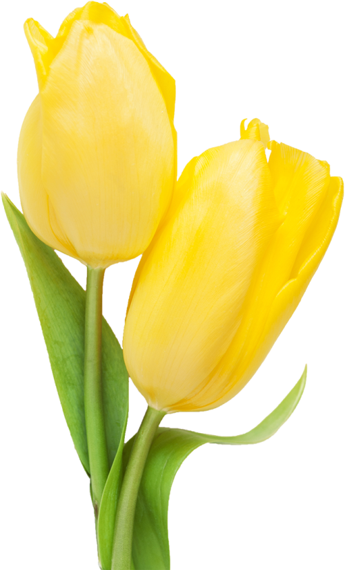 two yellow tulips on a white background