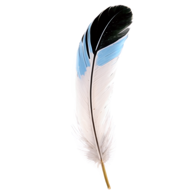 a blue and white feather on a white background