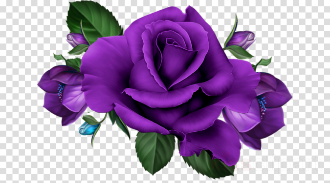 a purple rose with green leaves on a transparent background