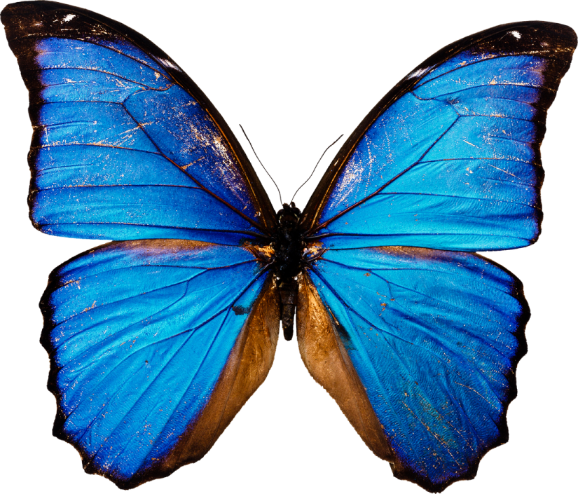 a blue butterfly on a white background