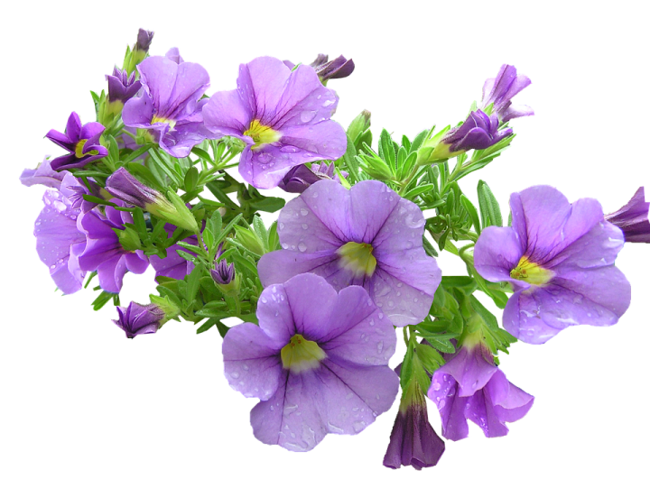 a bunch of purple flowers with water droplets