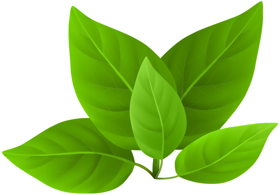 a green leaf on a white background