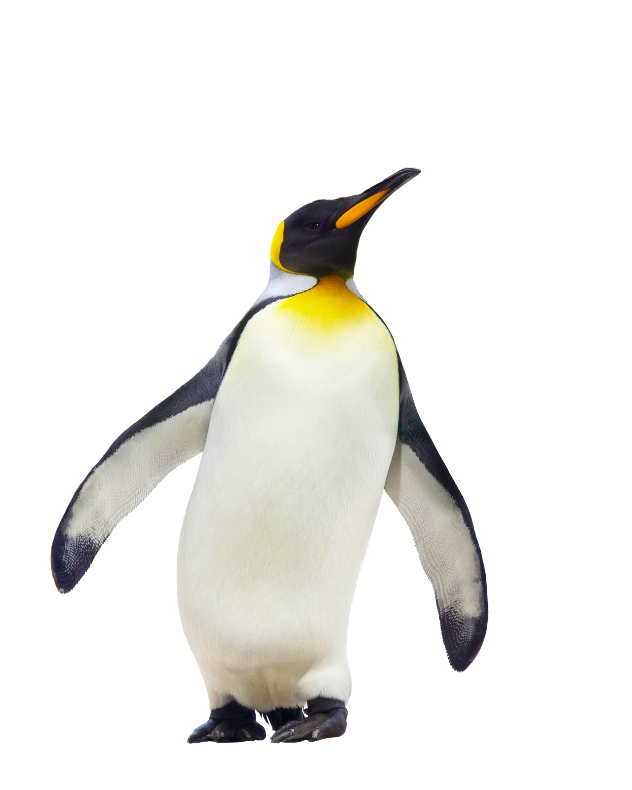 a penguin standing on top of a white surface