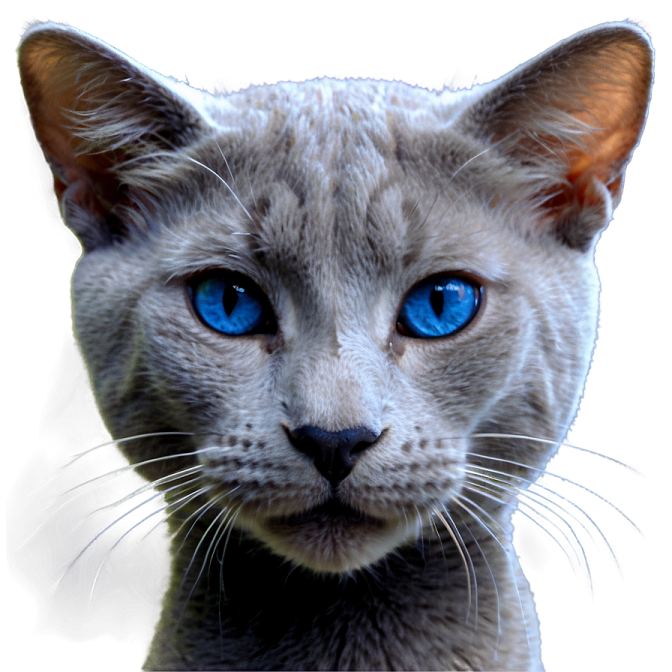 a close up of a cat with blue eyes