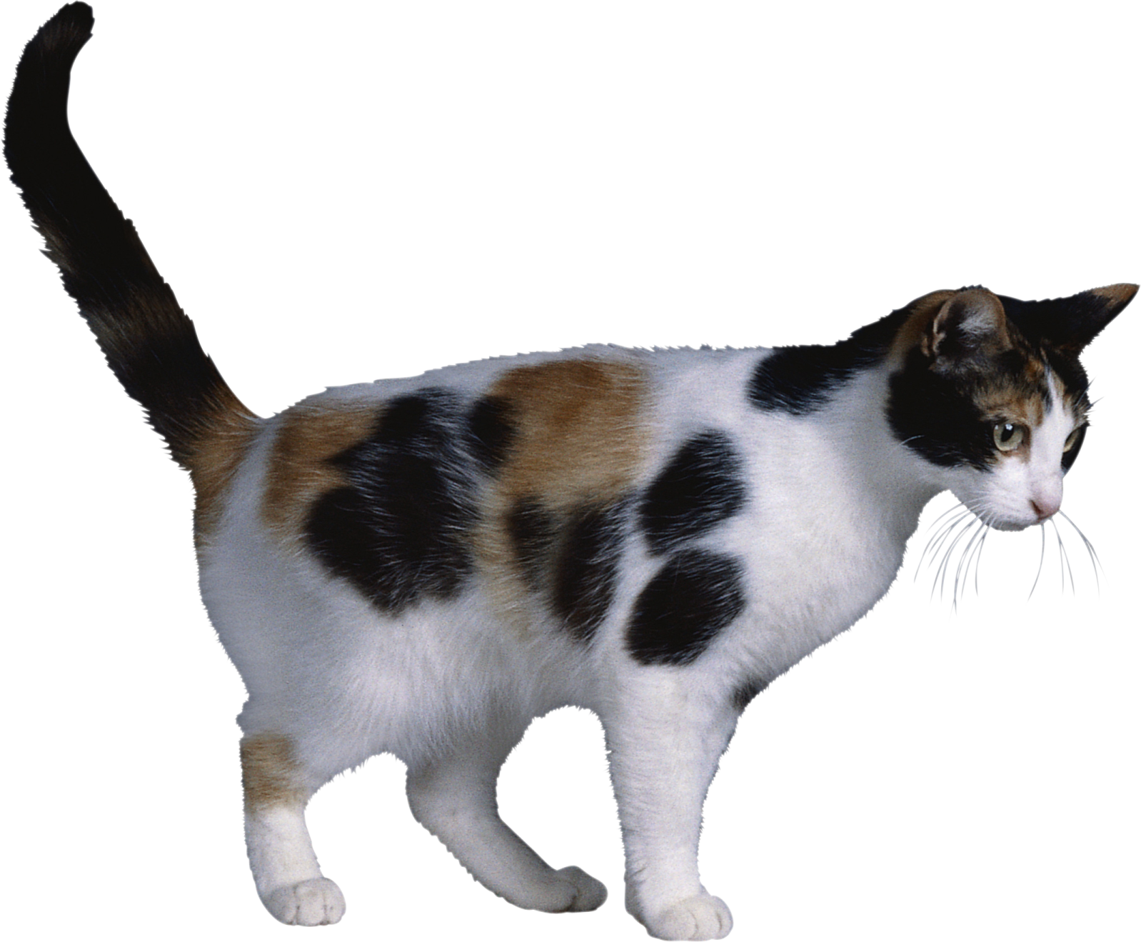 a black, white and brown cat
