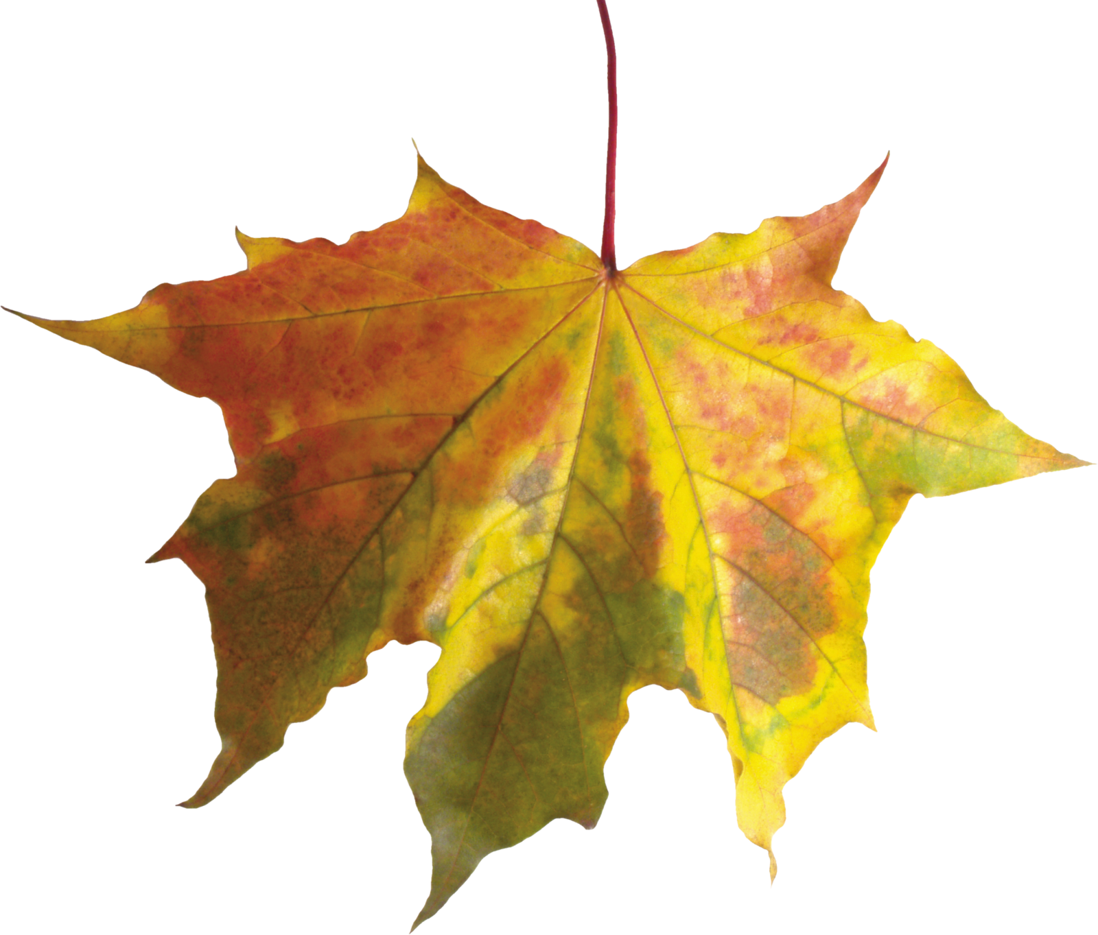 a yellow and red leaf on a white background