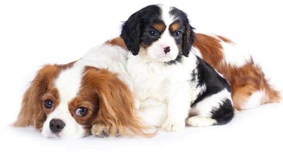 two small dogs laying next to each other dogs