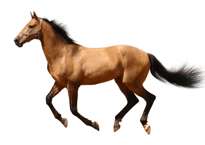 a brown horse running on a white background