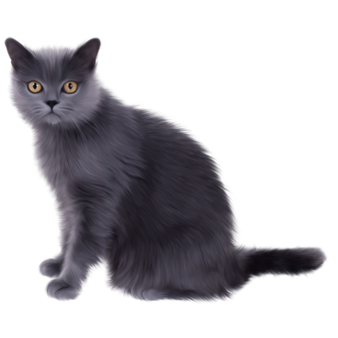 a black cat sitting down and looking at the camera