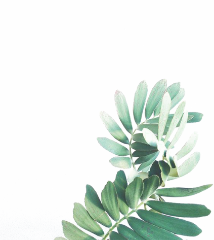 a plant with green leaves on a white background