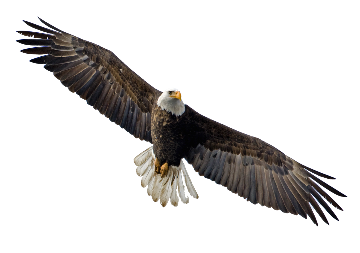 an eagle is flying in the air