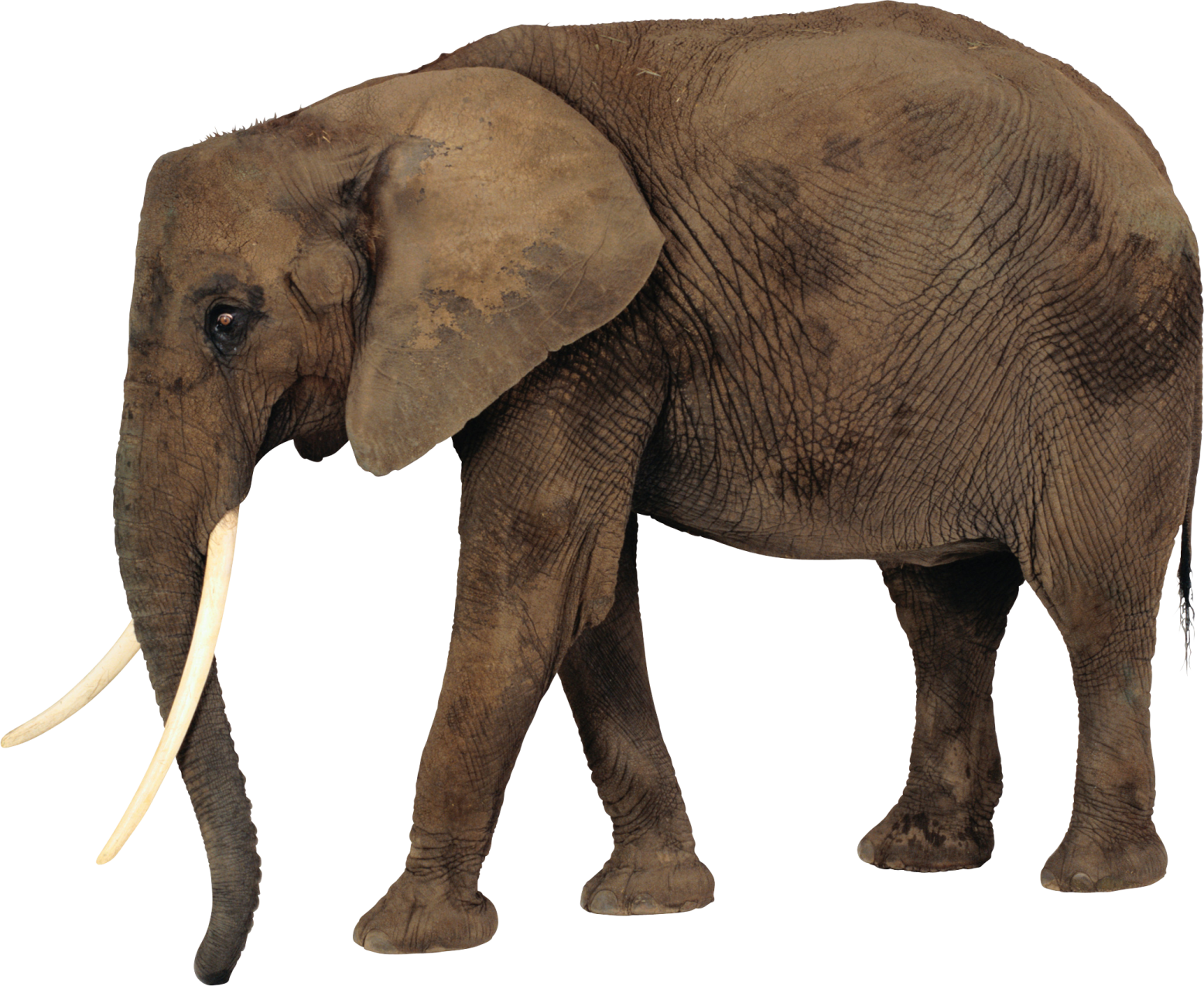 an elephant is standing in front of a white background