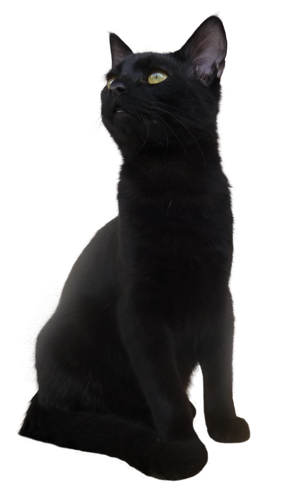 a black cat sitting down and looking up
