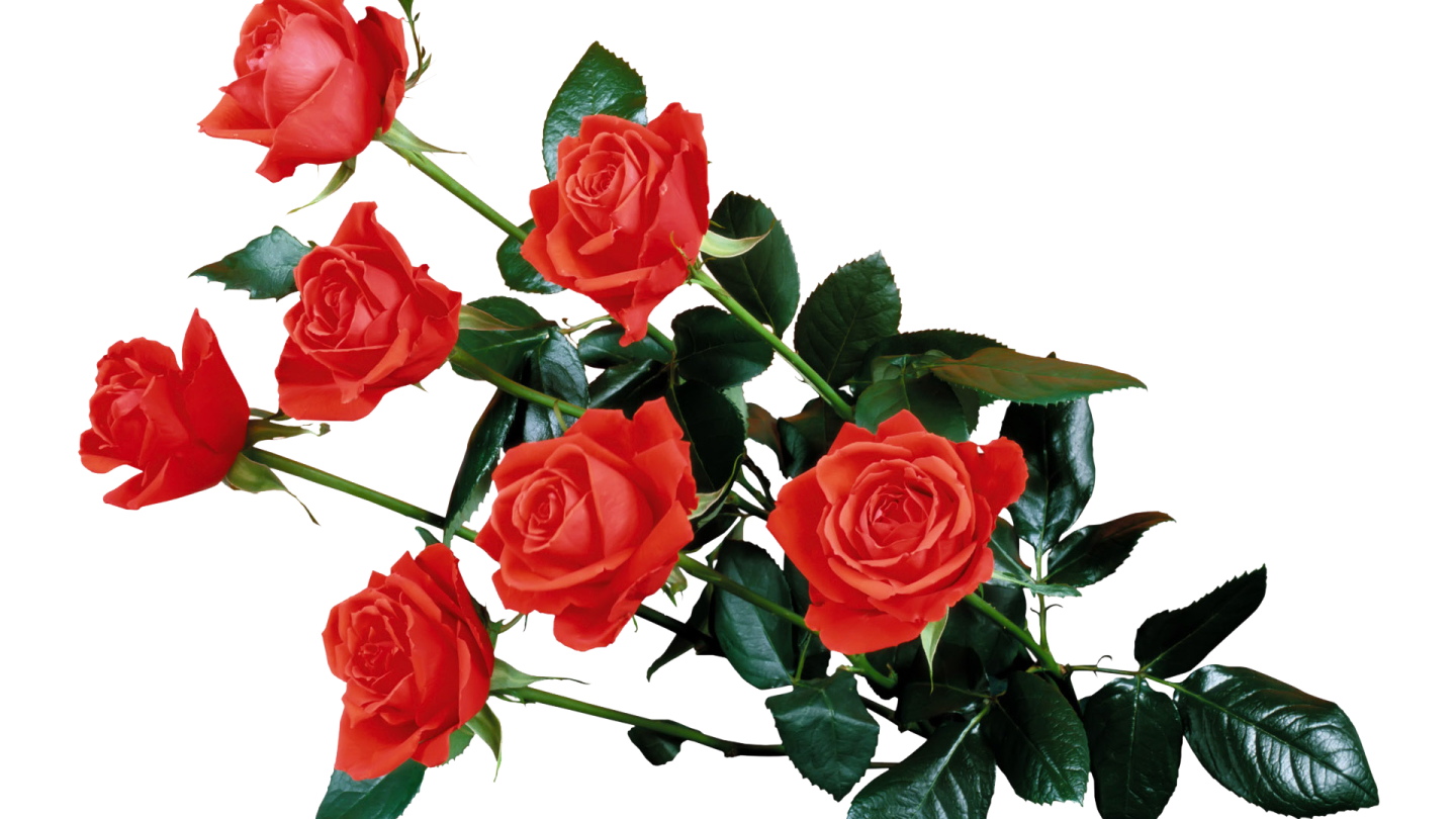 red roses on a white background