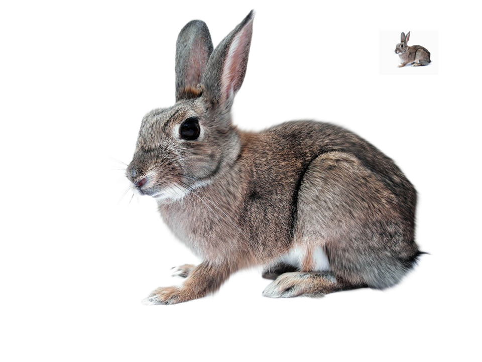 a rabbit and a mouse on a white background