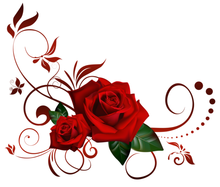 a red rose on a white background