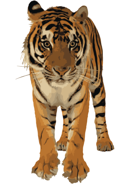 a tiger walking on a white background
