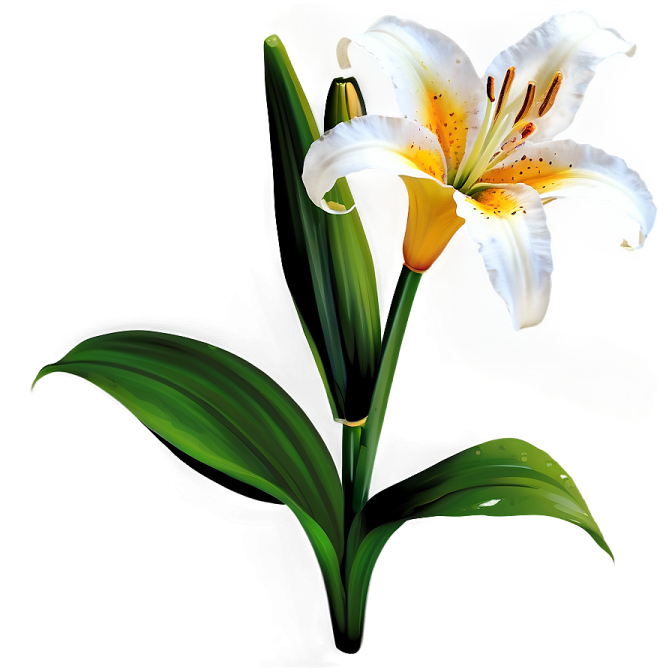 a white and yellow flower with green leaves